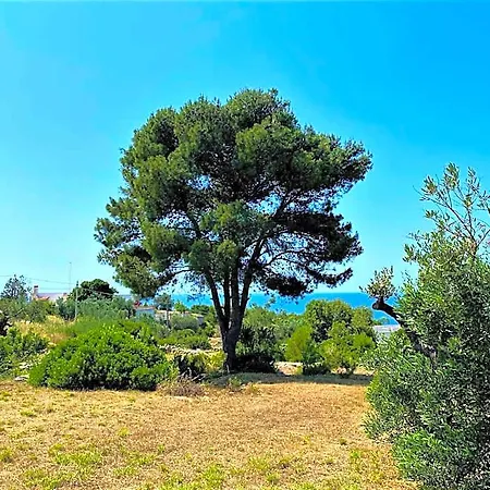 Pajara Alle Macchie