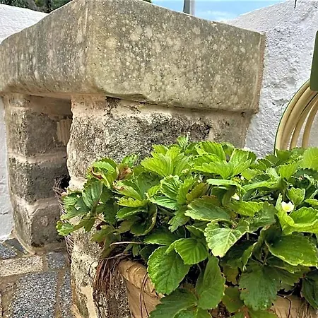 Pajara Alle Macchie Morciano di Leuca